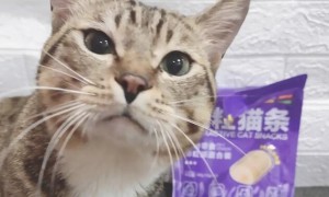猫太郎猫条是韩国的吗