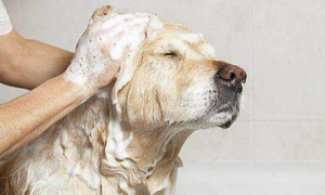 可以用沐浴露给狗狗洗澡吗