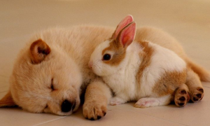 狗和兔子能一起养吗？
