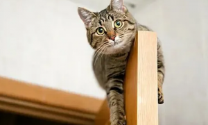 为什么猫咪喜欢往高处钻