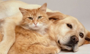 怎么样能让猫和狗相处和谐