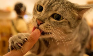 为什么猫咪咬我的爪子不放