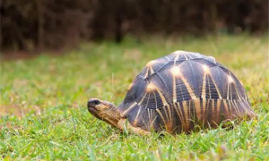 辐射陆龟需要多久成年呢