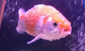 金鱼的头上出现白色絮状物是怎么回事