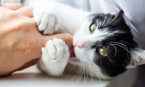 猫咪为什么叼着东西咬人