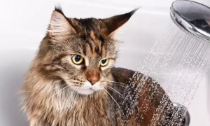 猫咪什么时候不能洗澡