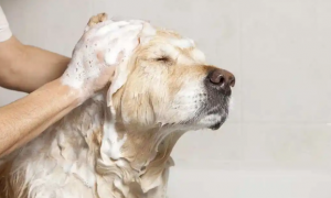 宠物洗澡用什么沐浴露