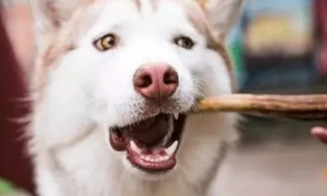 为什么狗狗要磨牙