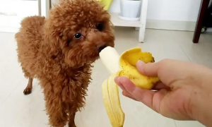 两个月的泰迪狗可以吃香蕉吗