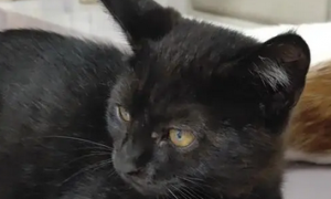 小猫耳朵里有很多黑色的东西正常吗