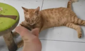 猫咪为什么老咬人的腿呢