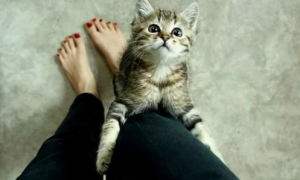 猫咪为什么喜欢蹬人腿