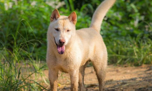 中华田园犬30个品种