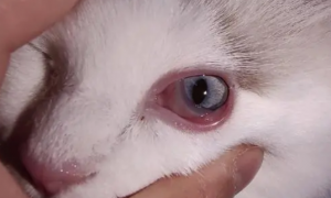 猫眼睛发炎是什么原因导致的