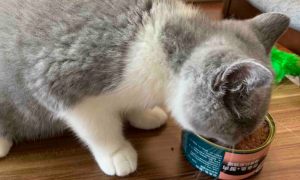 为什么猫咪需要罐头吃