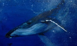 被誉为海中歌唱家的是什么鲸鱼