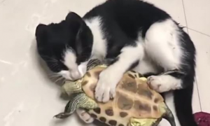 猫吃乌龟吗？