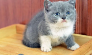 英短蓝猫怎么样好养吗