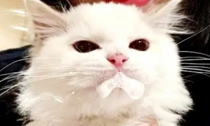猫咪吐白色黏液或白色泡沫是怎么回事啊