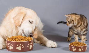 如何管理猫粮狗粮区分呢