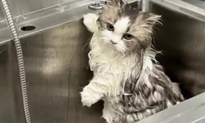 宠物店猫咪洗澡要多久