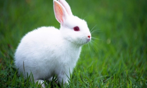 兔子一般几个月发情