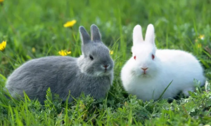 母兔多大可以配种？