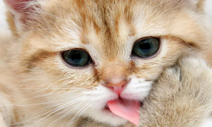 猫咪为什么爱舔牙