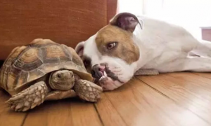 狗狗和乌龟能一起玩耍吗