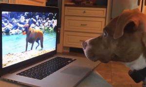 狗狗为什么不会看视频？