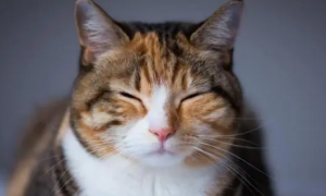 为什么猫咪喜欢咬额头睡觉