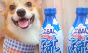 zeal宠物牛奶有防伪标吗