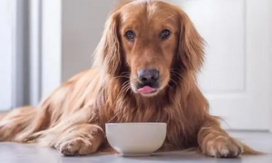 狗狗腹泻为什么要重视饮食