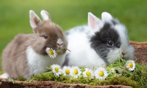 怎么样的兔子性格不好？
