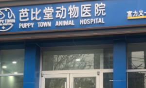 北京宠物医院哪家好