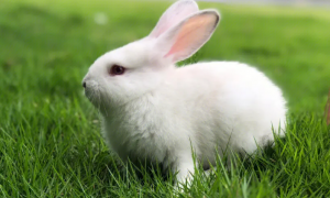 兔子假孕是怎么回事？