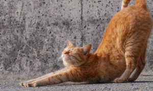 猫咪为什么习惯伸懒腰