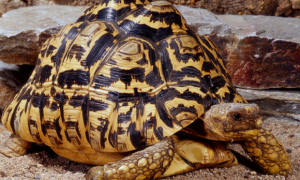 豹龟每天要晒太阳多长时间？