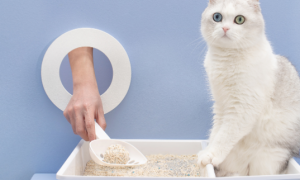 怎么样让猫用猫砂啊