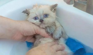 小猫洗了澡会怎么样