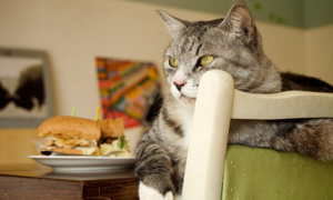 为什么猫咪不吃东西怎么办