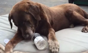 狗吃了瓶盖会怎么样吗