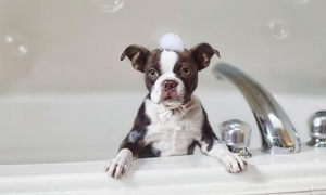 为什么狗狗老跑洗澡间里