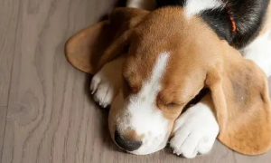 狗狗睡觉时耳朵一直轻微抖动是什么原因呢