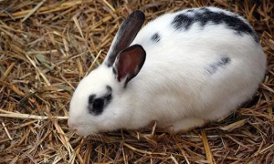 宠物兔子品种有哪些？