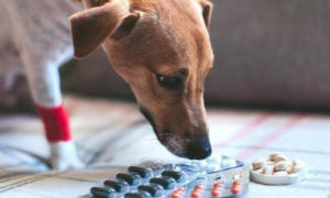 哪些消炎药可以给狗吃呢