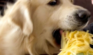 狗狗能吃黄面条吗