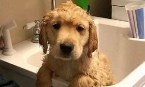 两个月的金毛多久能洗澡啊？