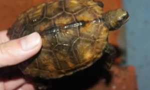 为什么日本石龟容易死