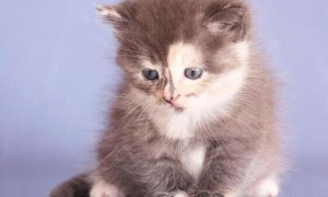 猫咪为什么会经常吐奶呢